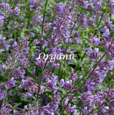 Premium ORGANIC 100 X Catnip Cat Mint Herb SEEDS - Quality Seeds *Fast Dispatch* • £2.29