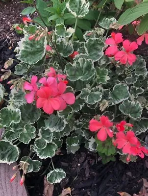 Geranium Variegated Cuttings • $8