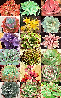 ECHEVERIA Variety Mix @@ Rare Plant Exotic Succulent Seed Flowering Pot 20 Seeds • $8.99