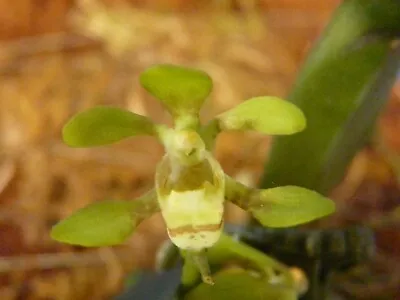 THG Orchid SARCOCHILUS Olivaceus Established On A 20cm X 6cm Tree/F Mount M52. • $18