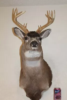 Sitka Blacktail Mule Deer Head Shoulder Mount Taxidermy Cape Antler Whitetail • $235