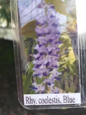 Orchid Vanda  Rhynchostylis Coelestis Blue Fragrant Mad Happenings Special  • $41.95