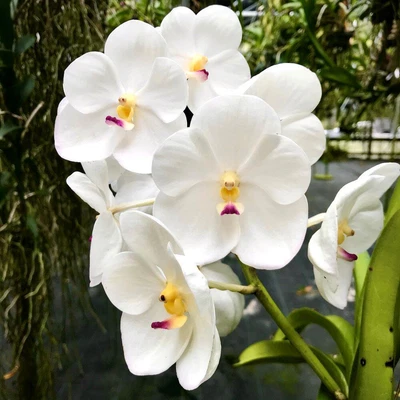 $12 • Buy ORCHID - Vanda  Muang Thong -  HUGE BLOOMS - SHOWY