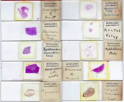 Human Pathology Microscope Slides (U) • $25