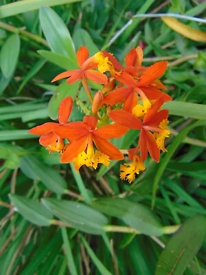 Epidendrum Radicans Bloom Size 1 Gallon Pot LARGE PLANT • $20