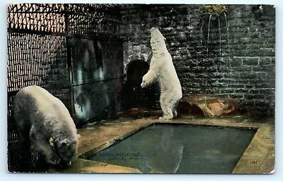 $7.95 • Buy POSTCARD Polar Bears Belle Isle Detroit Michigan 1912 Caves Zoo Park