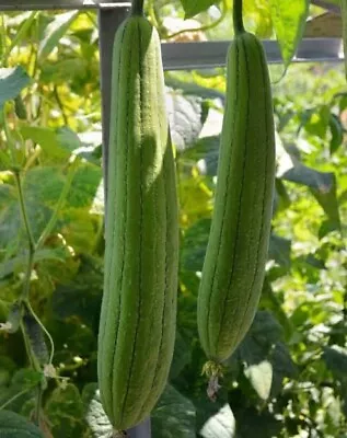 LUFFA 10 Seeds Sweet Asian Loofah Sponge Gourd Dhondol Torai Loofa Lufa OZ Grown • $3.99