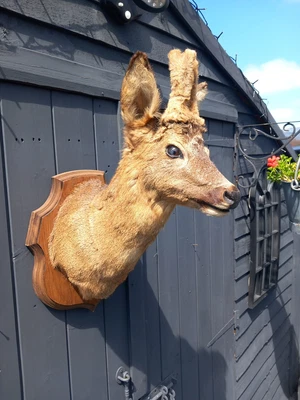 £165 • Buy Taxidermy Roe Deer Head Mount With Antlers In Velvet 