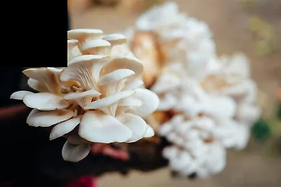 Warm White Oyster Grain Spawn 1kg Mushroom Mycelium Fully Colonised - Rootlab • $40