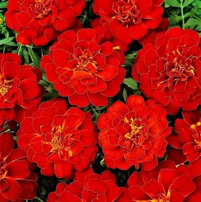 720 Seeds French Marigold Red+4  FREE REUSABLE PLANT LABEL  • £1.85