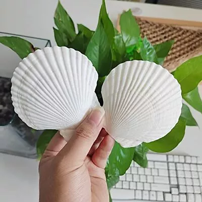 16PCS Shells For Crafts 3-4 White Scallop Shells For Baking 16pcs 3-4 • $17.68