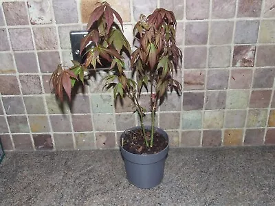 1 X Acer 'atropurpureum' Purple Japanese Maple Tree Shrub Garden Plant  10  • £9.50