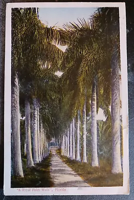 1923 Postcard A Royal Palm Walk Florida S.H. Kress Posted • £6.71