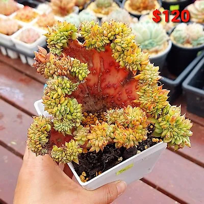 East Cloud Crested - Korea Rare Succulents • $120