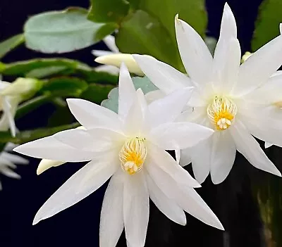 1x Hatiora Mohegan Zygo Cactus Schlumbergera Cutting • $10.80