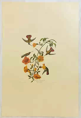 $249.99 • Buy The Birds Of America. Audubon. Mangrove Humming Bird. Amsterdam Edition.