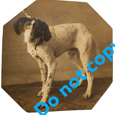Vintage English POINTER DOG Photo 1910s 1920s Antique • $3