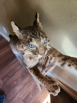 Full-Body Oklahoma Bobcat Red Lynx (Scientific Lynx Rufus) Standing Taxidermy  • $1200