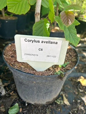 £400 • Buy PALLET DEAL - Corylus / Avellana / Hazel Nut Tree / Hedging Plants / 2L