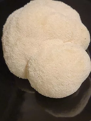Lion's Mane 'Brainiac' Hericium Erinaceus Mushroom Mycelium Liquid Culture 10+ml • $11