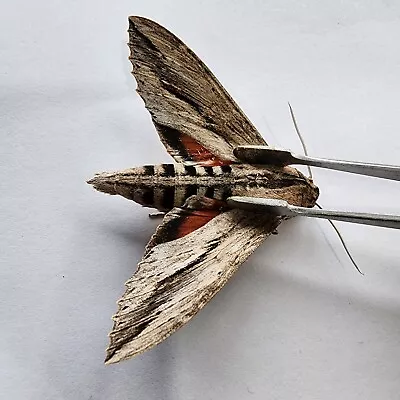 A1 EX-PUPAE Erinnyis Ello Ello Sphinx Moth Close Wings MALE  E#20 • $14.99