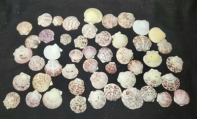 1/2 Pound Lot Calico Scallop Shells Seashells From Sanibel Island • $11.99