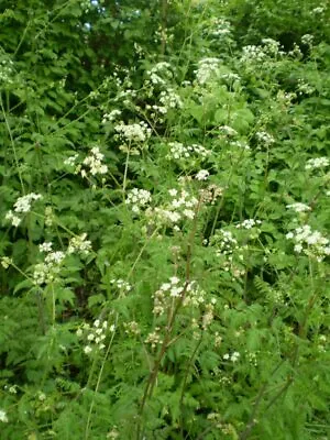 2 Organic Norfolk Cow Parsley Cottage Garden Plant Root Systemswild Flower • £15.99