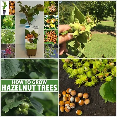 £24.99 • Buy Hazel Tree (Corylus Avellana) In Big 19cm Pots English Hazelnut Tree Multi Stems