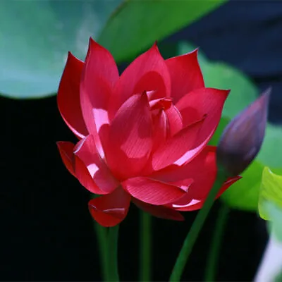 20 Red Lotus Flower Seeds Gorgeous Nelumbo Aquatic Plants  • £2.94