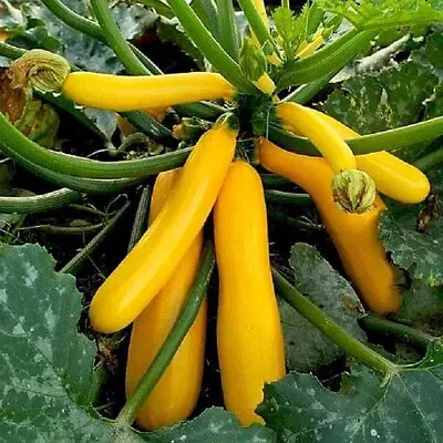 Yellow Summer Squash Zucchini BANANAS 5 Vegetable Seeds • $1.50