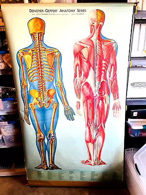 Vtg 1940s Denoyer Geppert Medical Anatomy Chart Poster Skeleton Muscles • $499.99