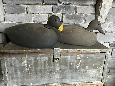 Barn Find Maine Hand Carved Duck Decoys By Elmer Farnsworth Jonesport Me… Dusty • $199