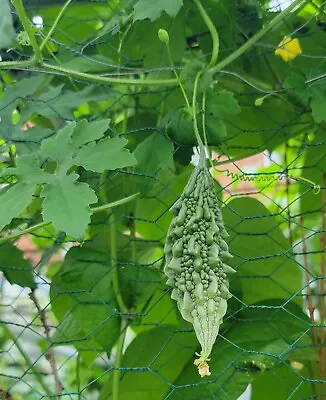 Bitter Melon Bitter Gourd Seeds| 5 Seeds| • $3.99