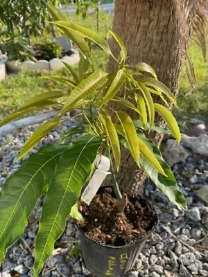 GRAFTED LEMON MERINGUE MANGO SEEDLINGS Aka PO PYU KALAY(MAGNIFERA INDICA) • $85