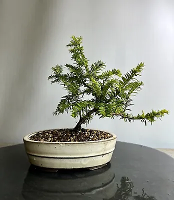 Way Of Life Bonsai Tree-Hybrid Yew - FREE UK DELIVERY/NARUKO • £70