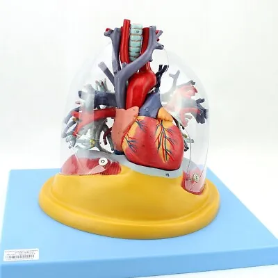 2/3 Size Heart And Clear Lung Trachea Bronchus Medical Anatomy Model • $239.20