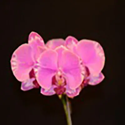 $34.50 • Buy RFO Phalaenopsis King Shing's Rose 'Hinotori'