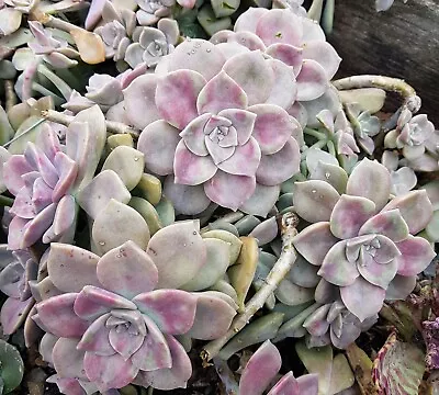 GRAPTOPETALUM PURPLE DELIGHT_3x Cuttings - Stunning Purple-pink Succulents • $9.95