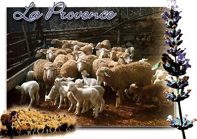 Postcard La Provence Sheep  • $4.25