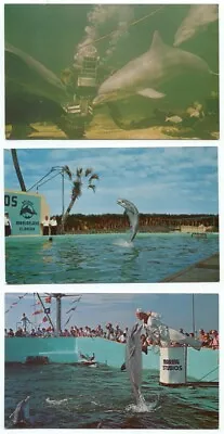 Marineland Of Florida Lot Of 3 Porpoise Postcards • $3