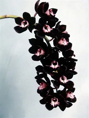 Cymbidium Kiwi Midnight 'Geyserland' - RARE • $30