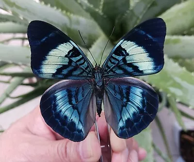 Panacea Regina Real Butterfly Mounted Riker Framed From Peru  • $35