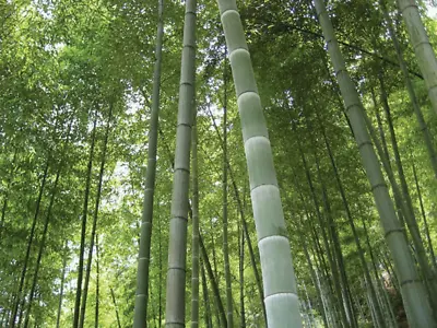 GIANT MOSO BAMBOO Phyllostachys Pubescens 30 Seeds - Seeds • $3.70