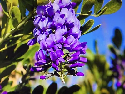 Texas Mountain Laurel Sophora Secundiflora 15 Seeds • $9.50