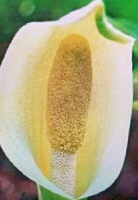 AMORPHOPHALLUS ALBUS Dwarf White Voodoo Lily 3 Oz. To 7/8 Oz. Bulb • $10