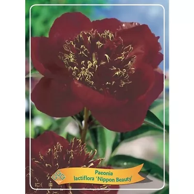 Paeonia Lactiflora Nippon Beauty Peony 11cm Pot Max Postage Charge £5.90 See Des • £11.99