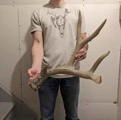 Monster Mule Deer Shed Antler  - Wild • $148.68