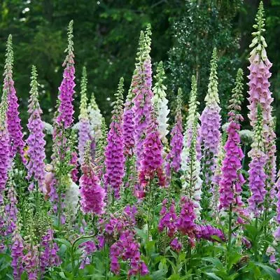 DIGITALIS PURPUREA IN MIX  -Fior Di Gloxinia -  SEMI PER GRAMMO 9.500 • £1.90