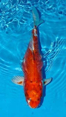 £249 • Buy Ghost Koi - Koi Carp For Sale - 35cm #98