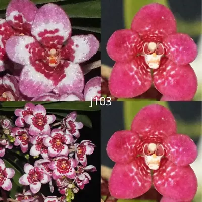 $12.50 • Buy Sarcochilus Orchid Seedling. J103 (Kulnura Gifted 'Fireworks’ AM/AOC X Kulnura F